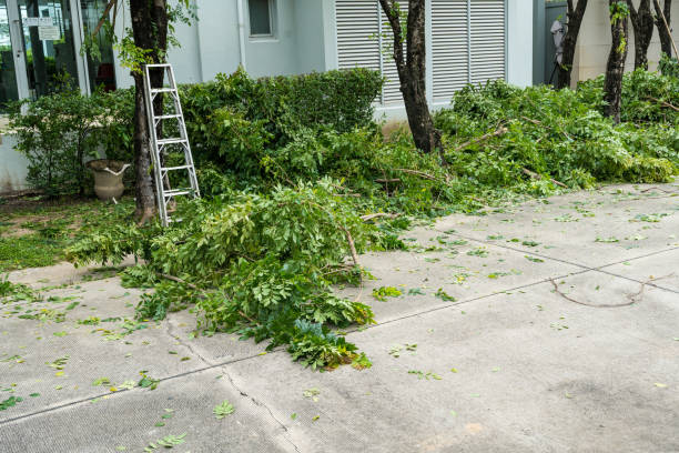 Best Emergency Tree Removal  in Sandpoint, ID