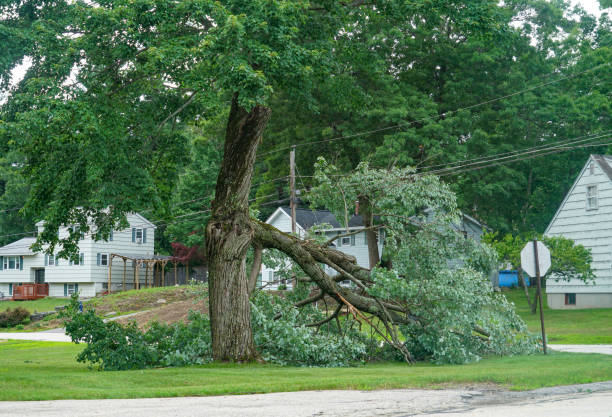 Best Tree Risk Assessment  in Sandpoint, ID