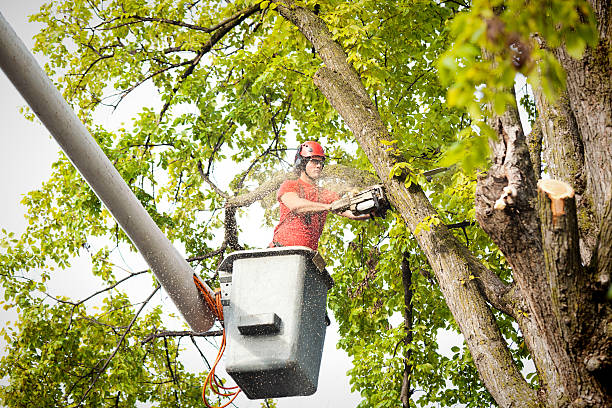 Best Palm Tree Trimming  in Sandpoint, ID