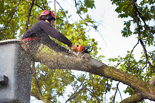 Trusted Sandpoint, ID Tree Services Experts